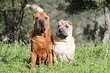 SHAR-PEI 389